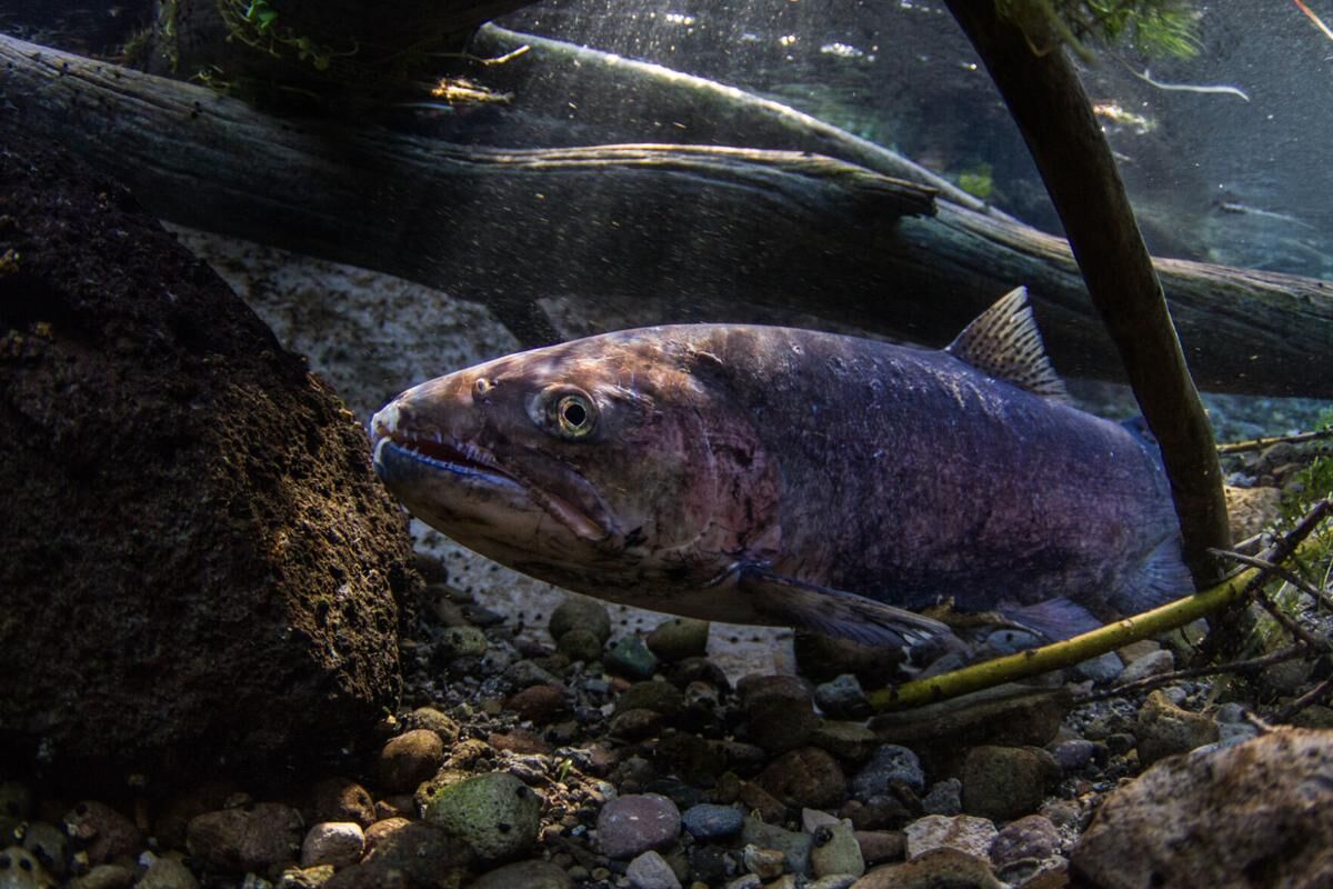 Salmon Fishing Industry Emergency